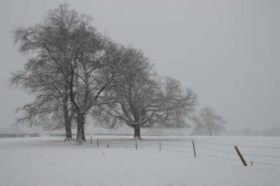 Wintry Trees Jan 6th 2010