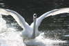Swan on River Avon - Evesham