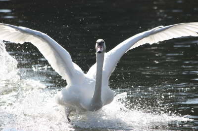 Swan on River Avon - Evesham