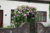 Rose Arch over front gate