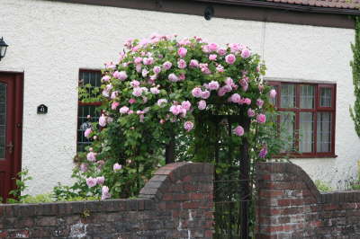 Rose Arch over front gate