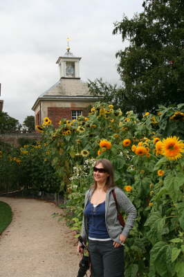 Suzanne and Sunflowers at Beningbrough Hall