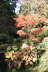 Batsford Arboretum 25/10/09