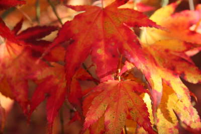 EOS 450D1426