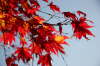 EOS 450D1427