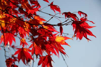 EOS 450D1427